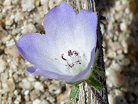 Nemophila menziesii