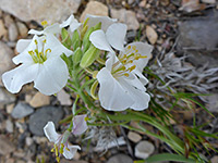 Bicolored Fan-Mustard