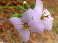 Bicolored fan-mustard