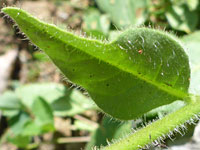 Hairy leaf and stem