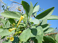 Hairless leaves