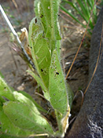 Hairy leaf margins