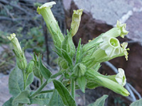 Desert Tobacco