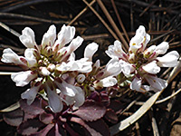 Alpine pennycress