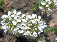 Alpine pennycress