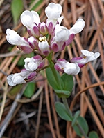 Alpine pennycress