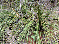 Group of plants