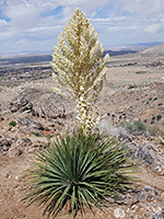 Flowers of giant nolina