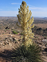 Flower stalk of Parry's beargrass