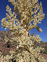 Numerous beargrass flowers