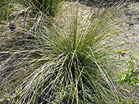 Long leaves of Texas sacahuista