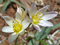 Nothoscordum bivalve