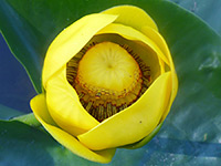 Nuphar polysepala