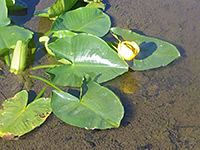 Plant in shallow water