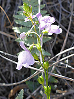 Nuttallanthus texanus