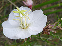 Oenothera coronopifolia