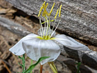 Cutleaf evening primrose