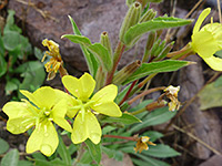 Hooker's Evening Primrose