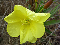 Red-Sepal Evening Primrose