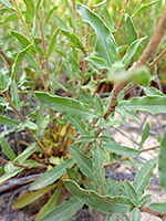 Stem and leaves