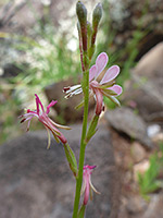 Oenothera hexandra