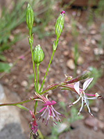 Flowers and buds