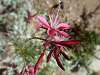 Oenothera lindheimeri