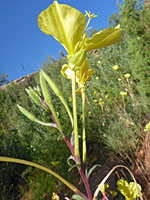 Flowering stem