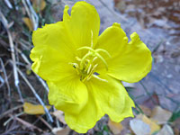 Tall yellow evening primrose