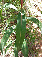 Veined leaf