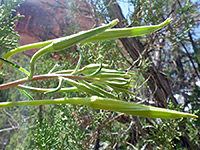 Long buds