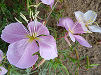 New Mexico Evening Primrose