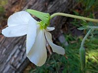 Sepals and petals