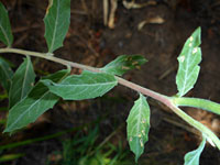 Toothed, alternate leaves