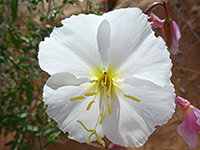 Nevada wildflowers