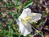 Pale evening primrose