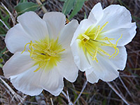 Pale evening primrose