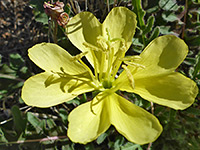 Oenothera primiveris
