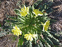 Yellow-Flower Desert Evening-Primrose