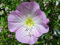 Oenothera speciosa