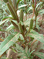 Hairy Evening Primrose