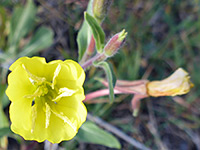 Partly open flower