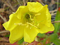 Oenothera wolfii