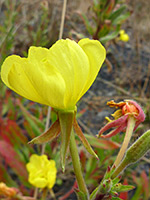 Petals and sepals