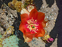 Orange flower of Chenille prickly pear