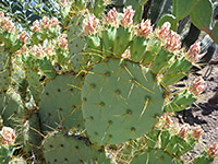 Opuntia aureispina