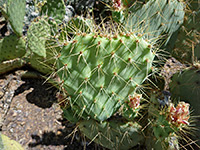 Spines of Rio Grande prickly pear