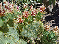 Rio Grande prickly pear flowers