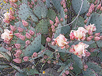 Buds and flowers of purple prickly pear
