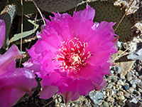 Beavertail prickly pear flower